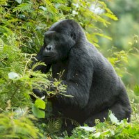 Gorila (Gorilla gorilla) – imageBROKER.com/Shutterstock