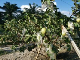 Psidium guajava – Young Swee Ming / Shutterstock