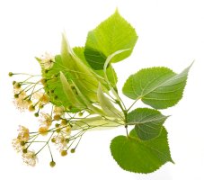 Lípa srdčitá (Tilia cordata) – Kuttelvaserova Stuchelova/Shutterstock
