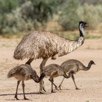Emu australský – Ken Griffiths / Shutterstock