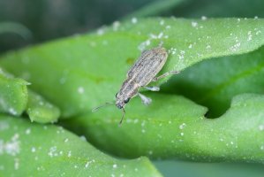Listopas čárkovaný (Sitona lineatus) – Tomasz Klejdysz / Shutterstock