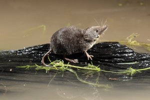 Rejsec vodní (Neomys fodiens) – Erni / Shutterstock