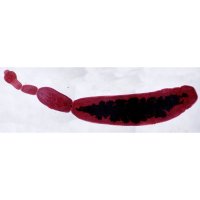 Měchožil zhoubný (Echinococcus granulosus) – D. Kucharski K. Kucharska / Shutterstock