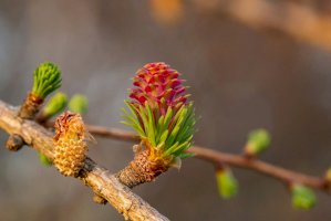 Modřín opadavý (Larix decidua), nezralá šiška – Ihor Hvozdetskyi/Shutterstock