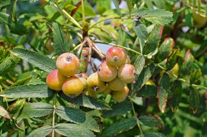 Jeřáb oskeruše (Sorbus domestica) – F.Neidl/Shutterstock