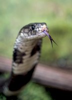 Kobra monoklová (Naja kaouthia) – Photo by David Clode on Unsplash