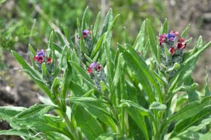 Užanka lékařská (Cynoglossum officinale) – Orest lyzhechka/Shutterstock