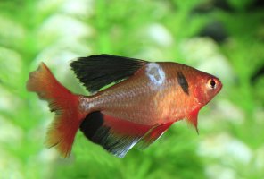 Akvarijní rybka napadená houbou rodu Saprolegnia – Steve Bower / Shutterstock