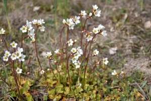 Lomikámen zrnatý (Saxifraga granulata) – Birgitta Kullman/Shutterstock