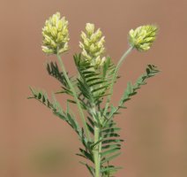 Vlnice chlupatá (Oxytropis pilosa) – Emilio100/Shutterstock