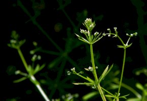 Svízel přítula (Galium aparine) – Volodymyr Nikitenko/Shutterstock