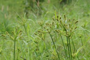 Šáchor jedlý (Cyperus esculentus) – Doikanoy / Shutterstock