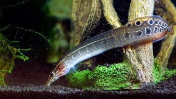 Hrotočelec podélnopruhý (Macrognathus aculeatus) – Irina Kozorog / Shutterstock