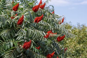 Červeně kvetoucí škumpa orobincová (Rhus typhina) z rodu škumpa – Flower_Garden / Shutterstock