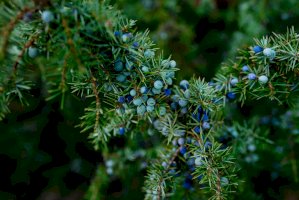 Jalovec obecný (Juniperus communis) – Kateryniuk/Shutterstock