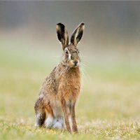 Zajíc polní (Lepus europeanus) – Matauw/Shutterstock