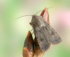 Osenice polní (Agrostis segetum) z rodu osenice – alslutsky / Shutterstock