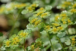 Mokrýš vstřícnolistý (Chrysosplenium oppositifolium) – Profimedia.cz