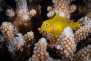 Hlaváč korálový (Gobiodon citrinus) – Madelein Wolfaardt / Shutterstock