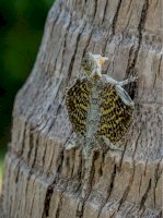 Dráček létavý (Draco volans) – Corina Sturm/Shutterstock