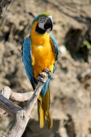 Ara ararauna – Photo by Dušan Smetana on Unsplash