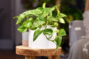 Pothos v květináči – Firn / Shutterstock