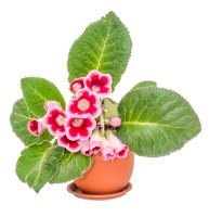 Gloxinie (Sinningia speciosa) z rodu Sinningia, varieta s růžově panašovanými květy – ncristian / Shutterstock