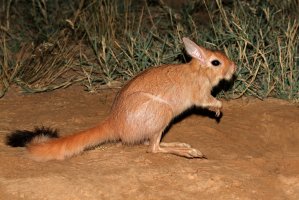 Noháč jihoafrický (Pedetes capensis) – EcoPrint / Shutterstock