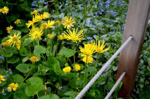 Kamzičník rakouský (Doronicum austriacum) – Beekeepx/Shutterstock