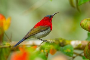 Strdimil karmínovoprsý (Aethopyga siparaja), horská národní park Kitchakoot, Thajsko – kajornyot wildlife photography / Shutterstock