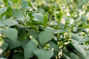 Fazol obecný (Phaseolus vulgaris) – Sashko Tkachenko/Shutterstock