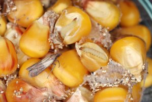 Moli zavíječi paprikoví (Plodia interpunctella) na kukuřici – Tomasz Klejdysz / Shutterstock