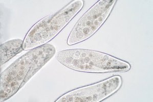 Trepka velká (Paramecium caudatum) pod mikroskopem – Choksawatdikor / Shutterstock