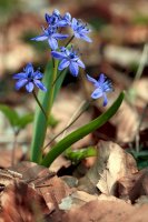 Ladoňka dvoulistá (Scilla bifolia) – Bildagentur Zoonar GmbH/Shutterstock