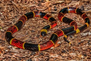 Korálovec žlutavý (Micrurus fulvius) – Jay Ondreicka / Shutterstock