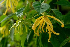 Kananga vonná (Cananga odorata), detail stromu s listy a květy – krungchingpixs / Shutterstock