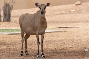 Nilgau pestrý (Boselaphus tragocamelus) – kingma photos / Shutterstock