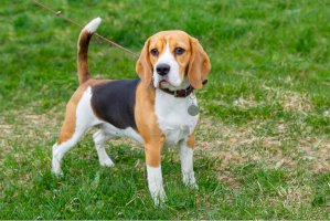 Beagle – kavalenkava/Shutterstock