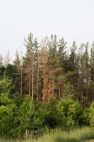 Jehličnaté stromy zasažené sypavkou borovou (Lophodermium pinastri) – Ivanka Kunianska / Shutterstock