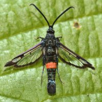 Nesytka komáří (Synanthedon culiciformis) z čeledi nesytkovitých – IanRedding / Shutterstock