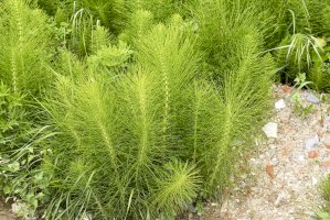 Přeslička rolní (Equisetum arvense) – LEONARDO VITI/Shutterstock