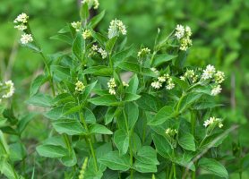 Tolita lékařská (Vincetoxicum hirundinaria) – Orest lyzhechka/Shutterstock
