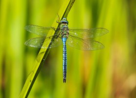 Šídlo královské (Anax imperator), amfibický živočich – Helen J Davies / Shutterstock