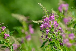 Vrbovka úzkolistá (Epilobium angustifolium) – Cyrustr/Shutterstock