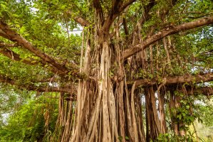 Fíkovník banyán (Ficus benghalensis) – Amit kg / Shutterstock