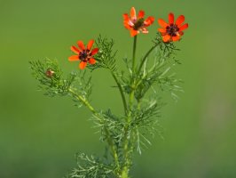 Ohníček letní (Adonis aestivalis) – Emilio100 / Shutterstock