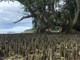 Kuželovník bílý (Sonneratia alba), v popředí vzdušné kořeny stromu – Charlie_Palmares / Shutterstock