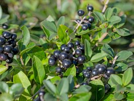 Ptačí zob obecný (Ligustrum vulgare) – M. Schuppich/Shutterstock