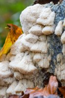 Pórnovitka různopórá (Schizopora paradoxa) – Jolanda Aalbers / Shutterstock