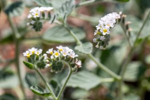 Otočník evropský (Heliotropium europaeum) – Esin Deniz / Shutterstock